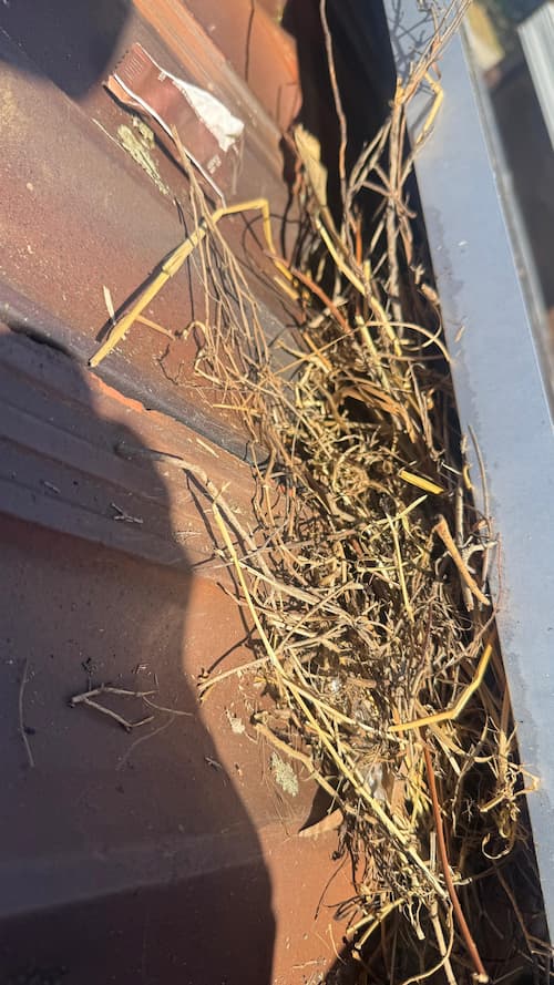 Dirty gutter